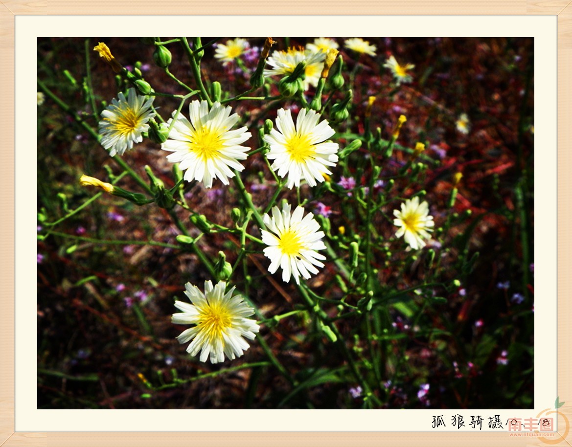 DSCF1529_副本.jpg