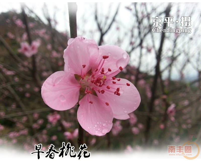 桃花_01.jpg