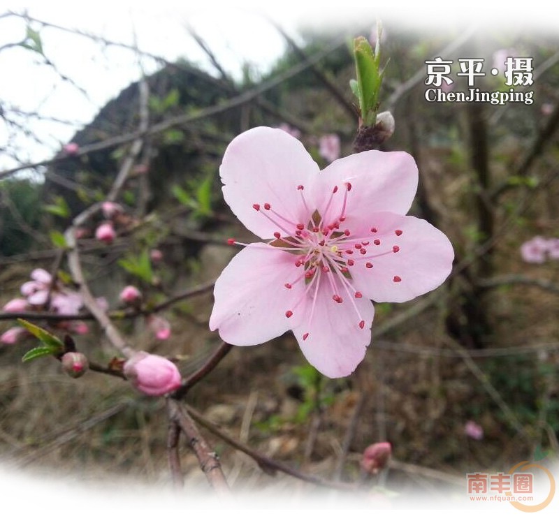 桃花_02.jpg