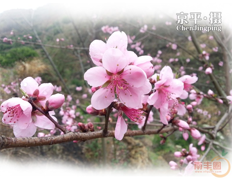 桃花_03.jpg
