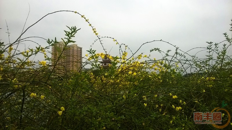 1a琴湖2.jpg