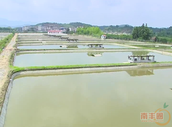 甲鱼规模1.png
