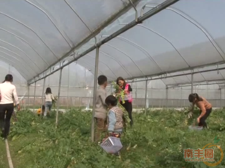 青源蔬菜进园采摘1.png