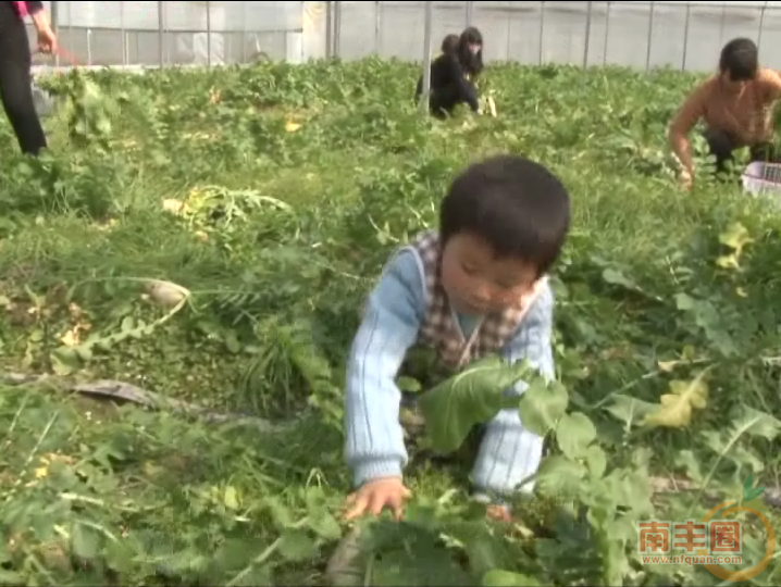 青源蔬菜进园采摘2.png