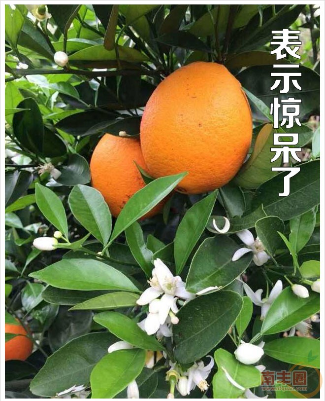 橙子_01.jpg