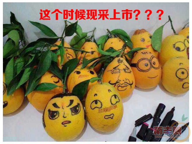 橙子_04.jpg