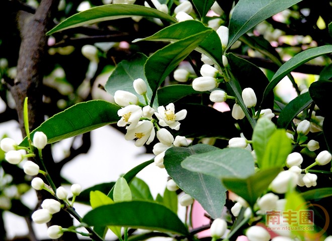 桔花节.jpg