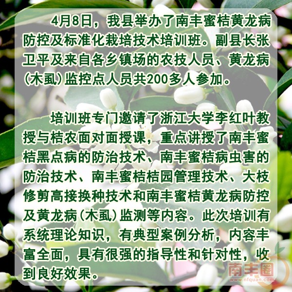 桔树成长.jpg