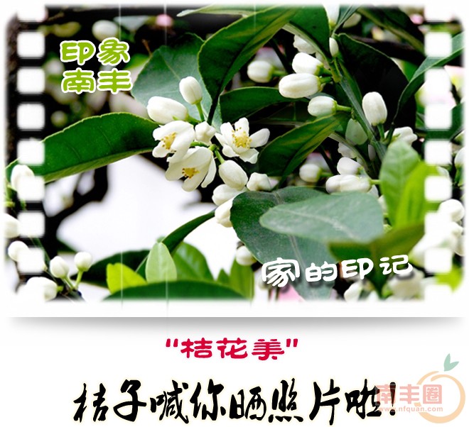 桔花美.jpg