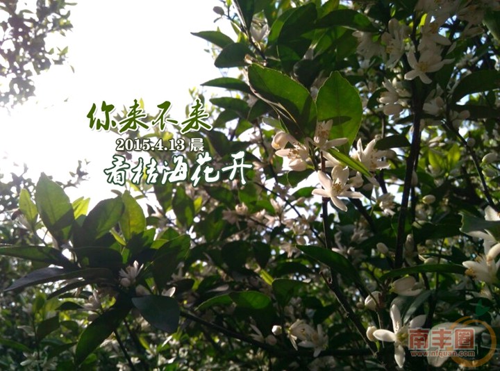 桔子花开5.jpg