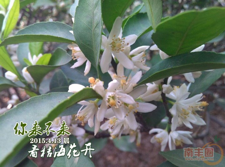 看桔海花开5.jpg