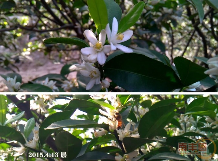 蜜蜂采蜜勤2.jpg
