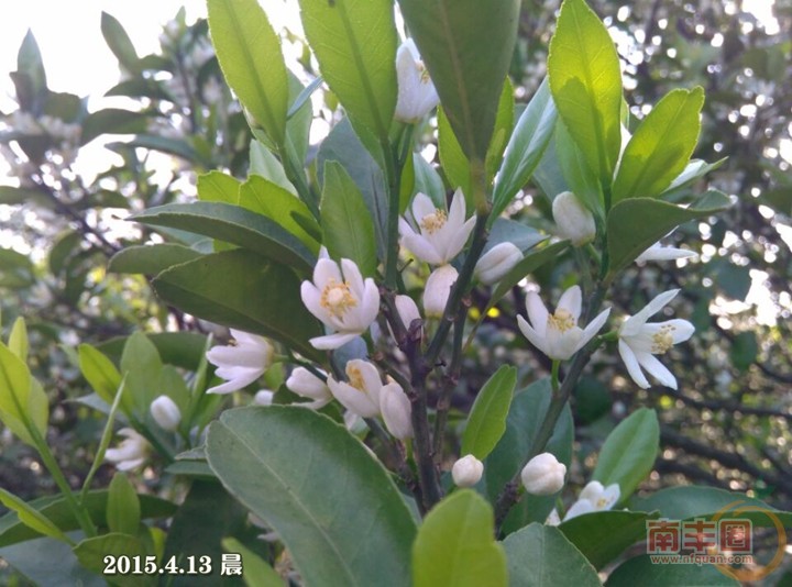 橘子花开2.jpg