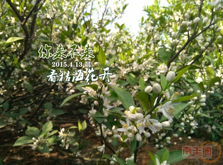 看桔海花开6.jpg