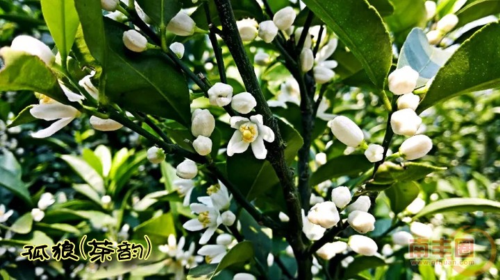 高队桔子花2.jpg