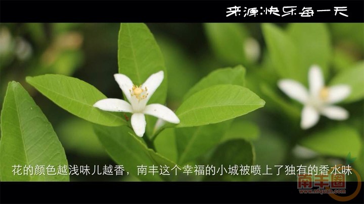 快乐每一天，桔.jpg
