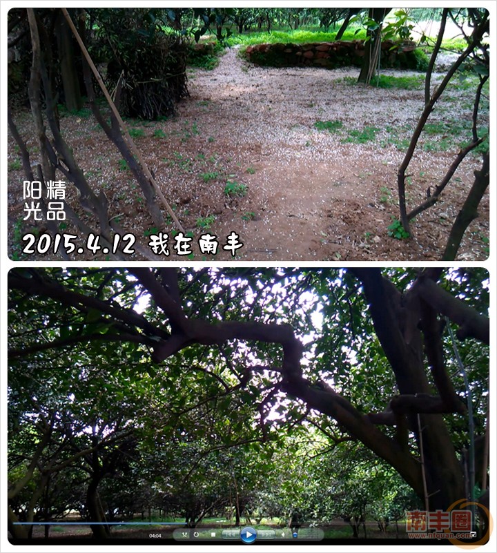 桔子花JING品.jpg