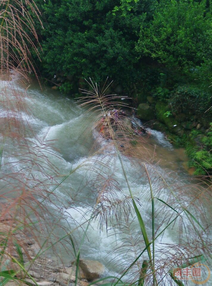芦苇与溪流