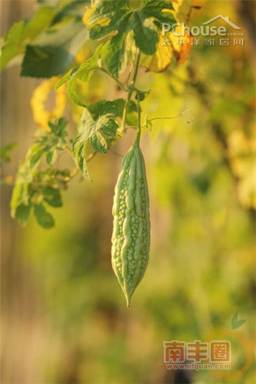 1179013_3_kugua.jpg