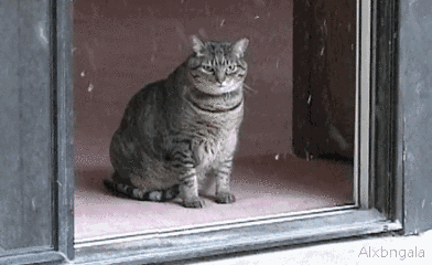 bf2126ed5d2e7e1d9b4e64e298929144.gif