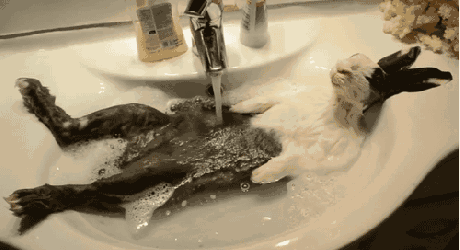 c0e2c5be0ebfe170f663697ccc6abf26.gif