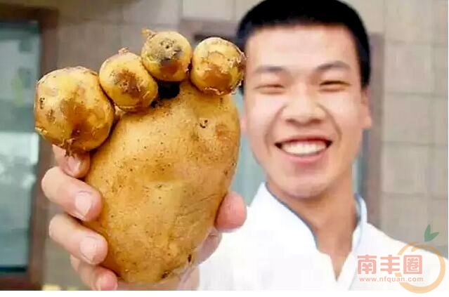 熊掌土豆.jpg