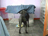559b7c5379e7813fd12b9bfac7d00d2d.gif
