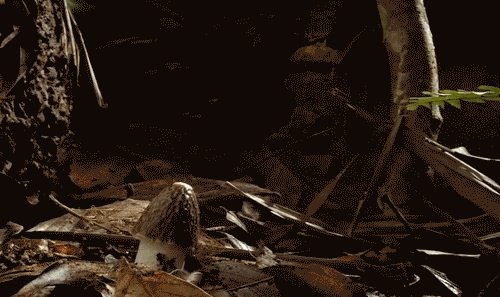 6dd3f840a25d4a334bef183d83b08c71.gif