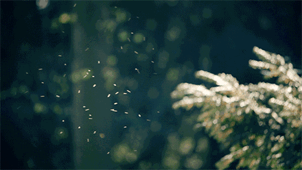 c55efef902b01fd41ec43b5fdf46d876.gif