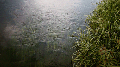 2365c38da38bfb61d66d9c02dcb2422c.gif