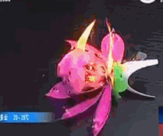 0 (1).gif