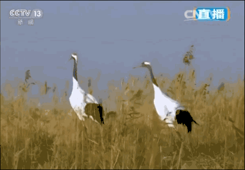 fc71c113b6c9d15e4fb88581c160211f.gif