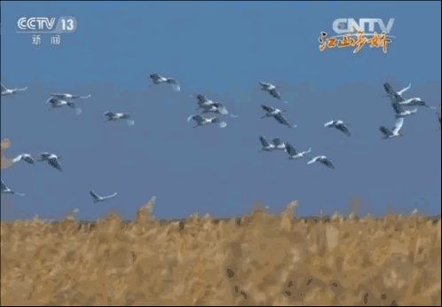 66311f36d9f3155f9268cbc04a7659f8.gif