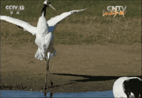 e81030ba65cabbd9239378b011a6e733.gif