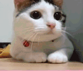 dead69782e1f9f2aa2edaaed59f3158d.gif