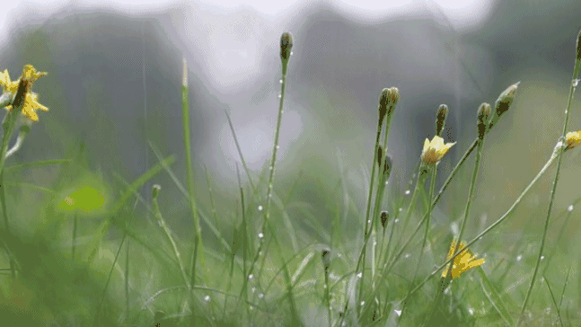 dec2ca5042df68a15c46838425ca04a2.gif