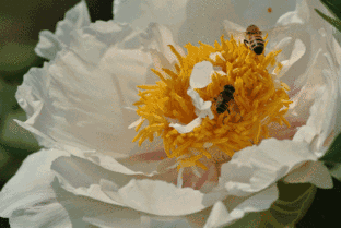 5f1fc932bb608640d93e8509270469e0.gif