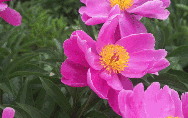 b2f2d2299e2fd38533286f7fad89039c.gif