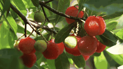 d8dd1424dbccae2c38a2915137e8f2cf.gif