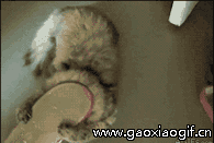 ac826f951f1c297432db05c135d9934f.gif